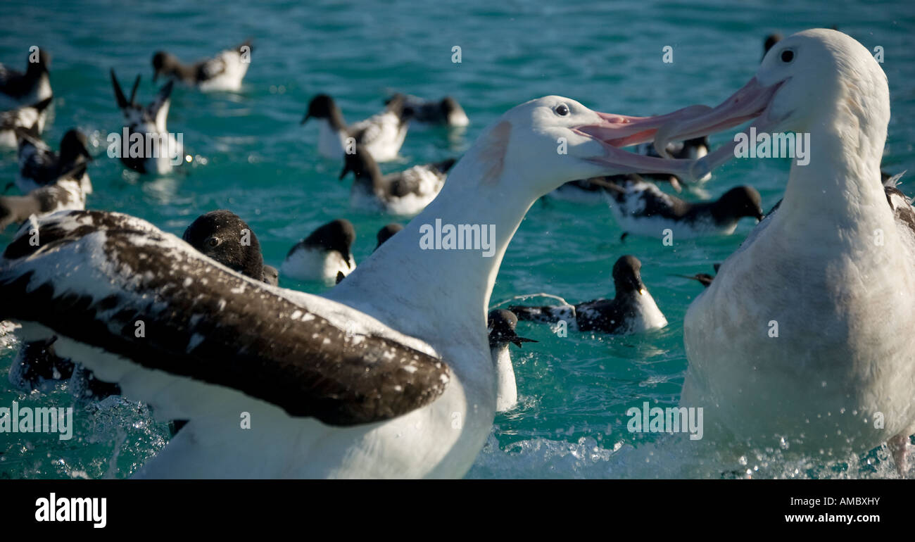 Gibsons Wandering Albatross High Resolution Stock Photography and ...