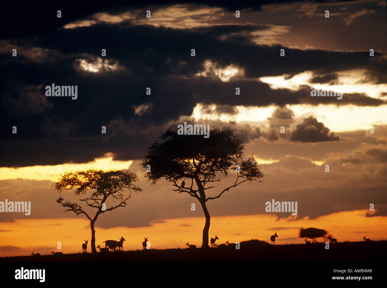 Sundown at the massai mara nationalpark hi-res stock photography and ...