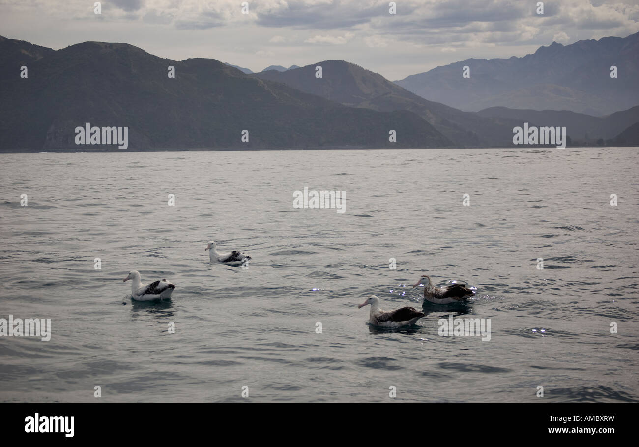 Gibsons wandering albatross hi-res stock photography and images - Alamy