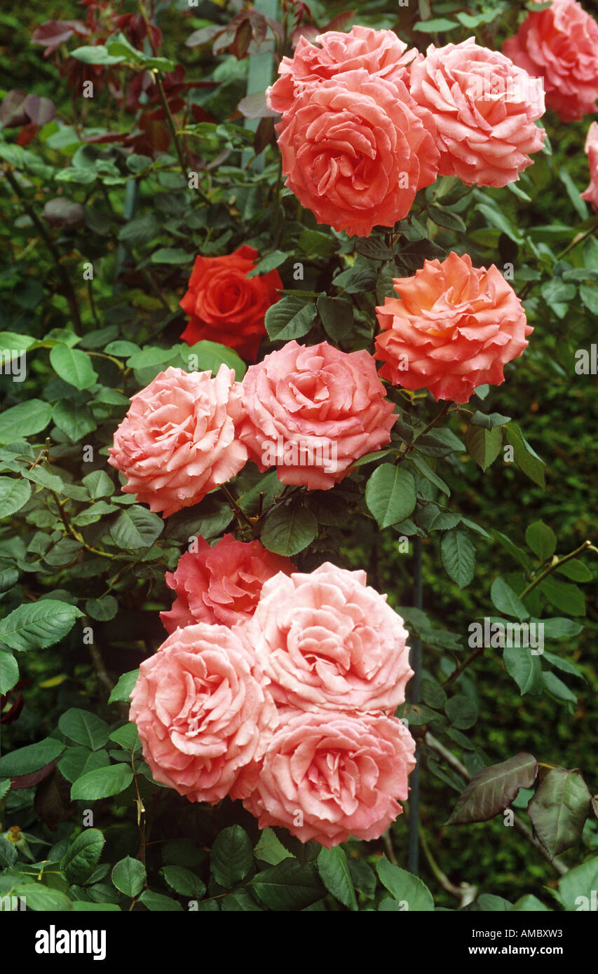 Meadow roses hi-res stock photography and images - Alamy