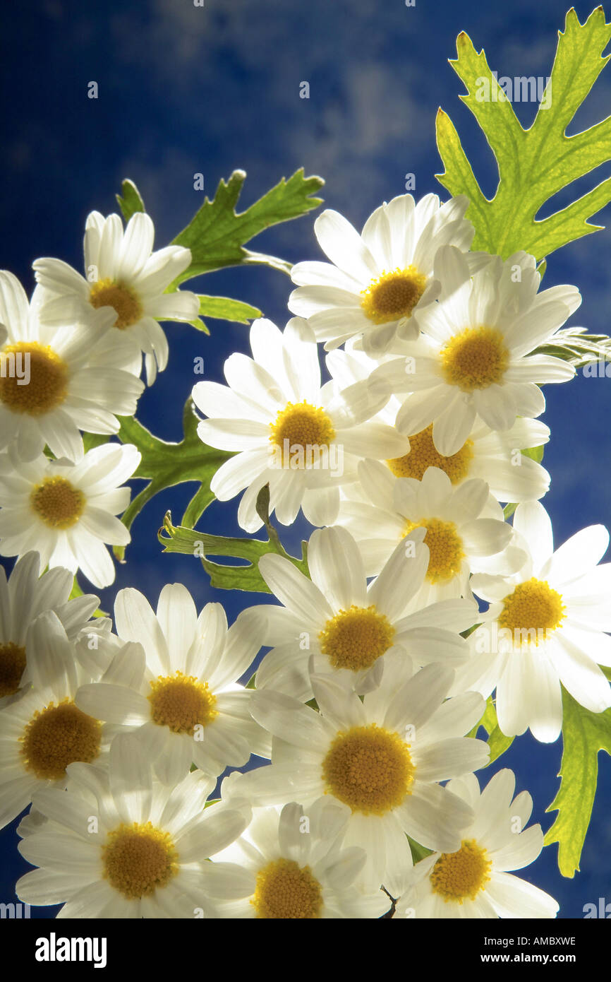 marguerites / Chrysanthemum leucanthemum Stock Photo Alamy