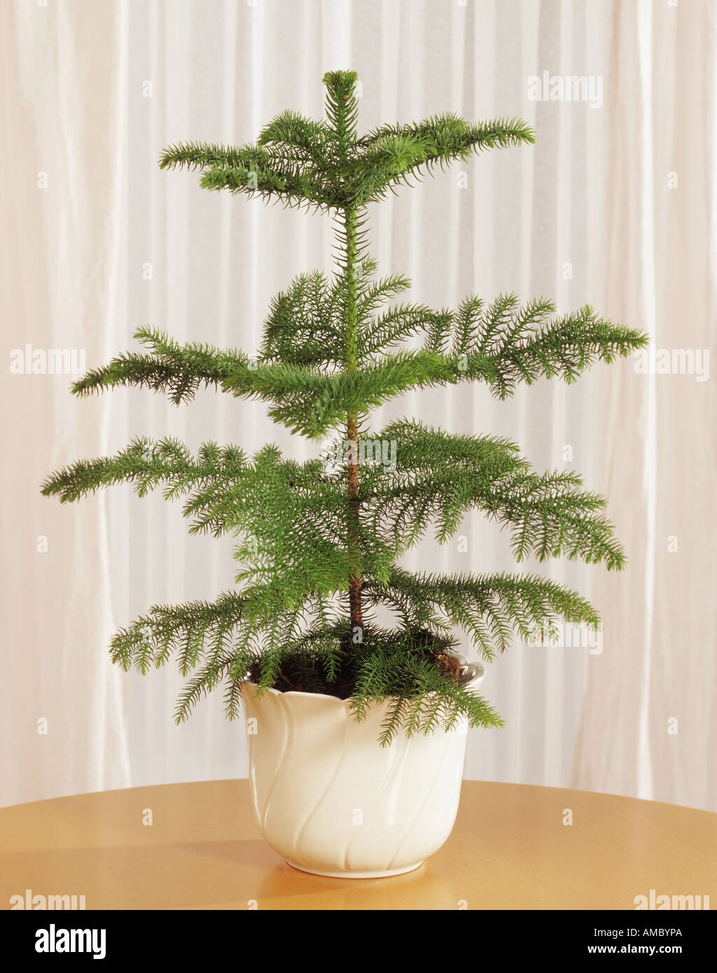 Norfolk pine / Araucaria heterophylla Stock Photo