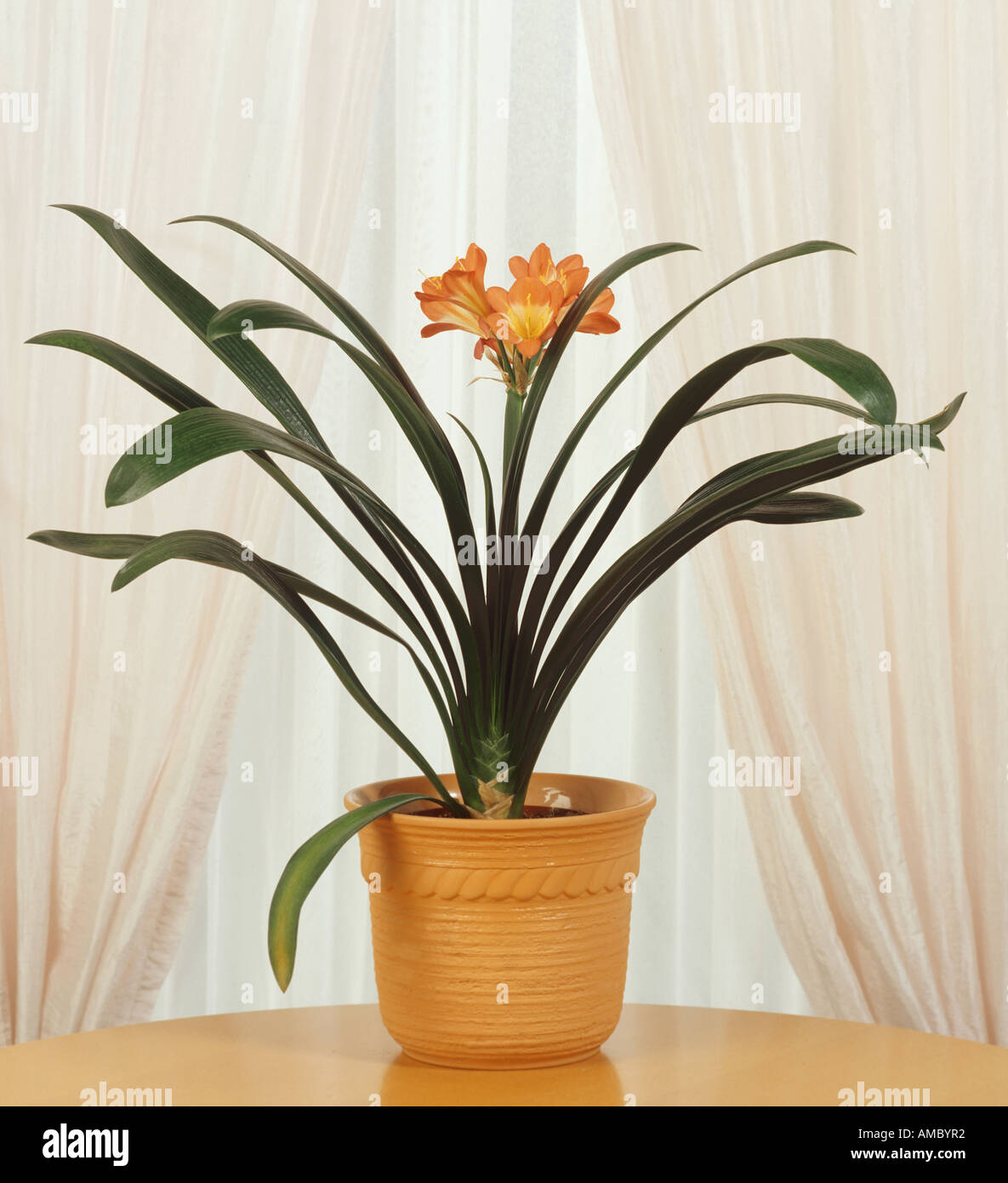 bush lily / Clivia miniata Stock Photo