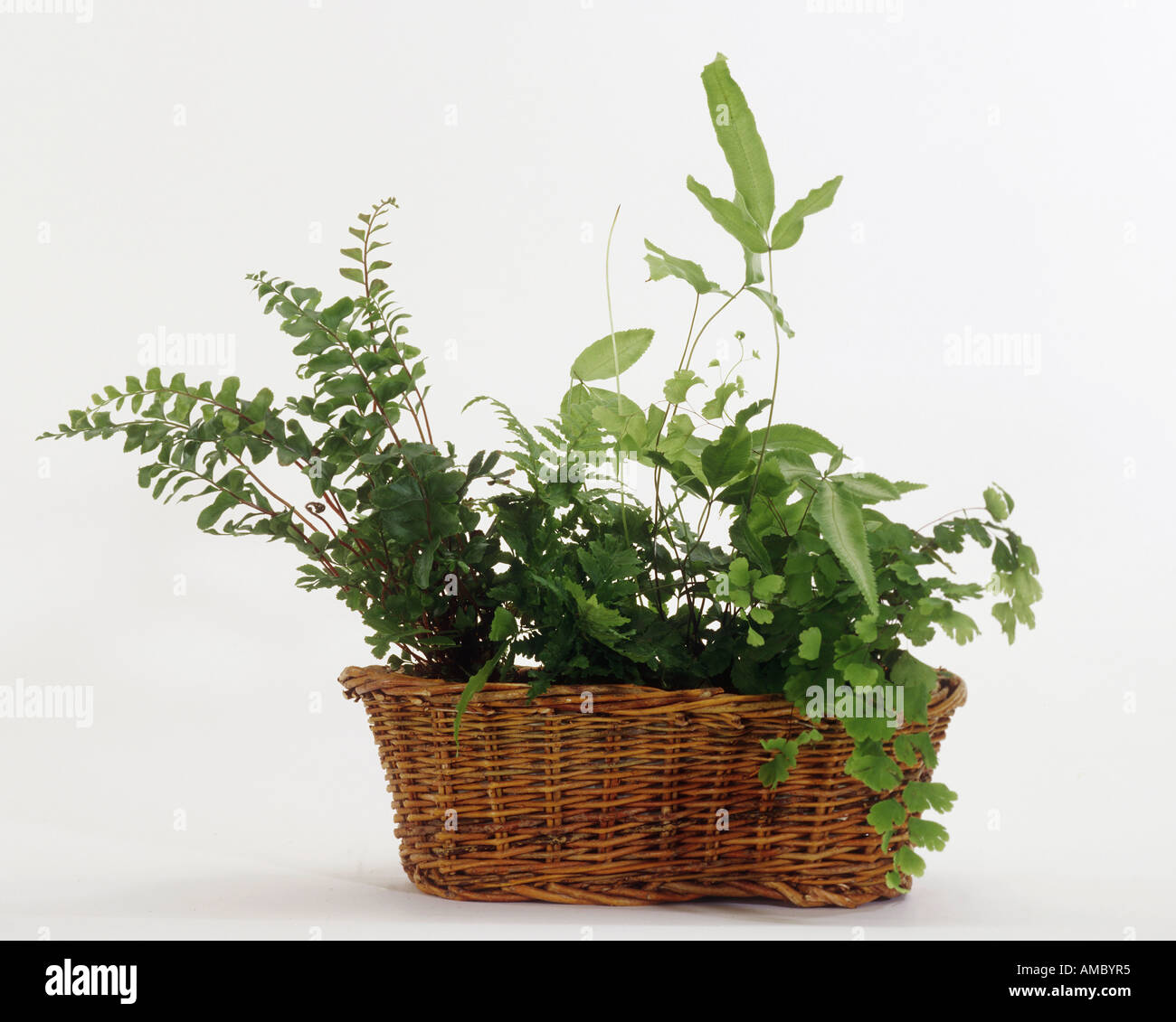 different ferns Stock Photo