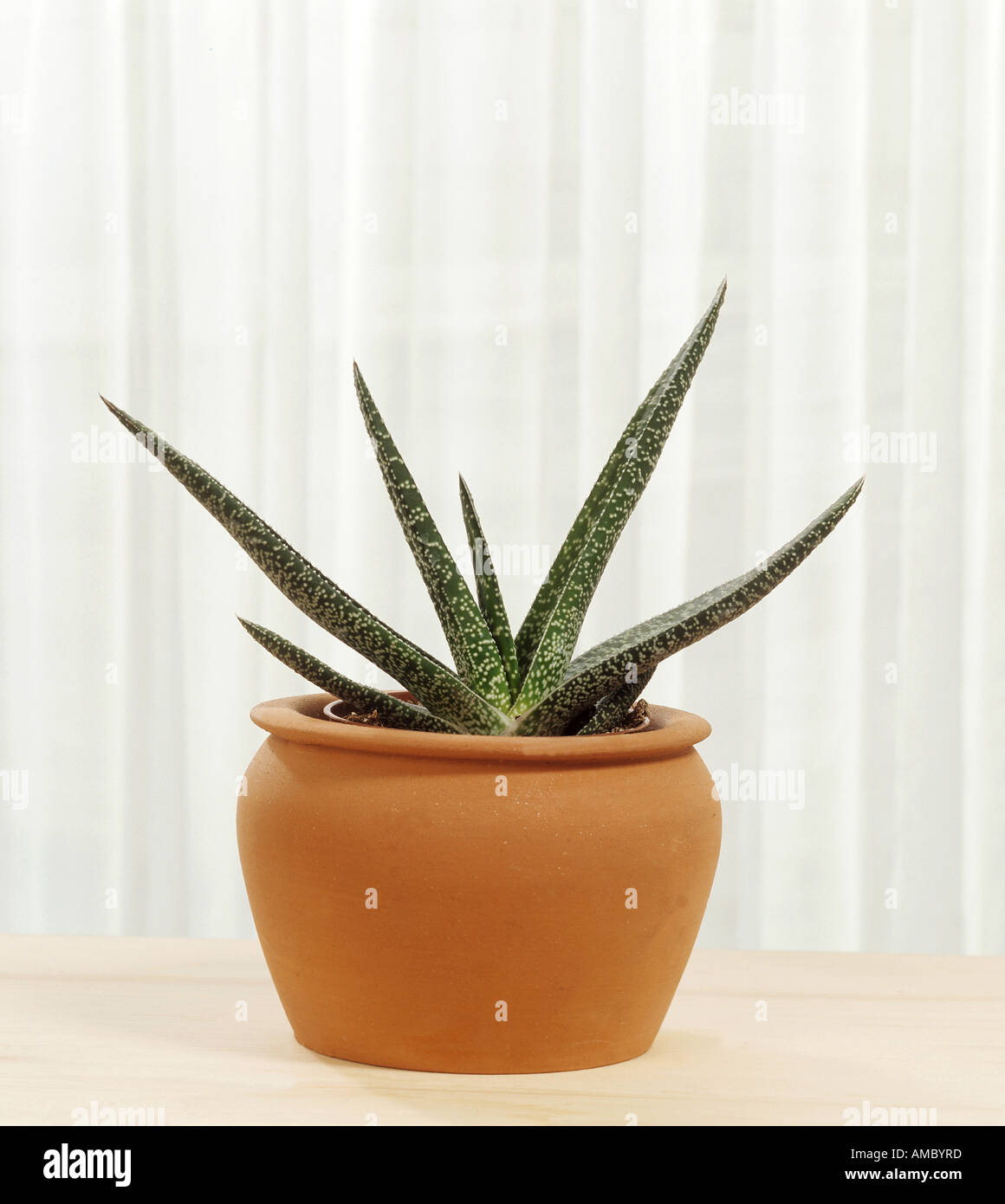 Warty Aloe / Gasteria verrucosa Stock Photo