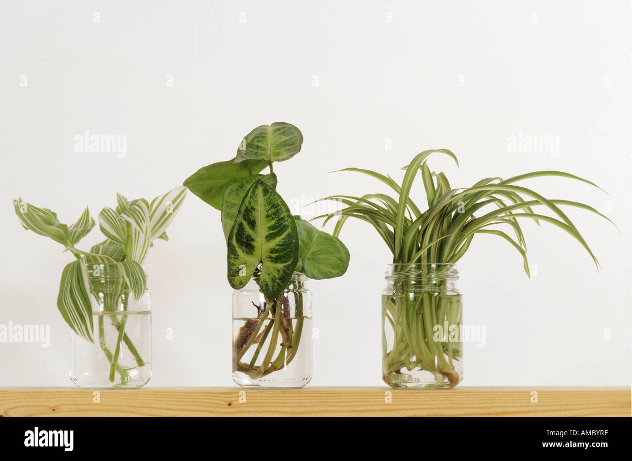 Seedlings and seedlings hi-res stock photography and images - Alamy