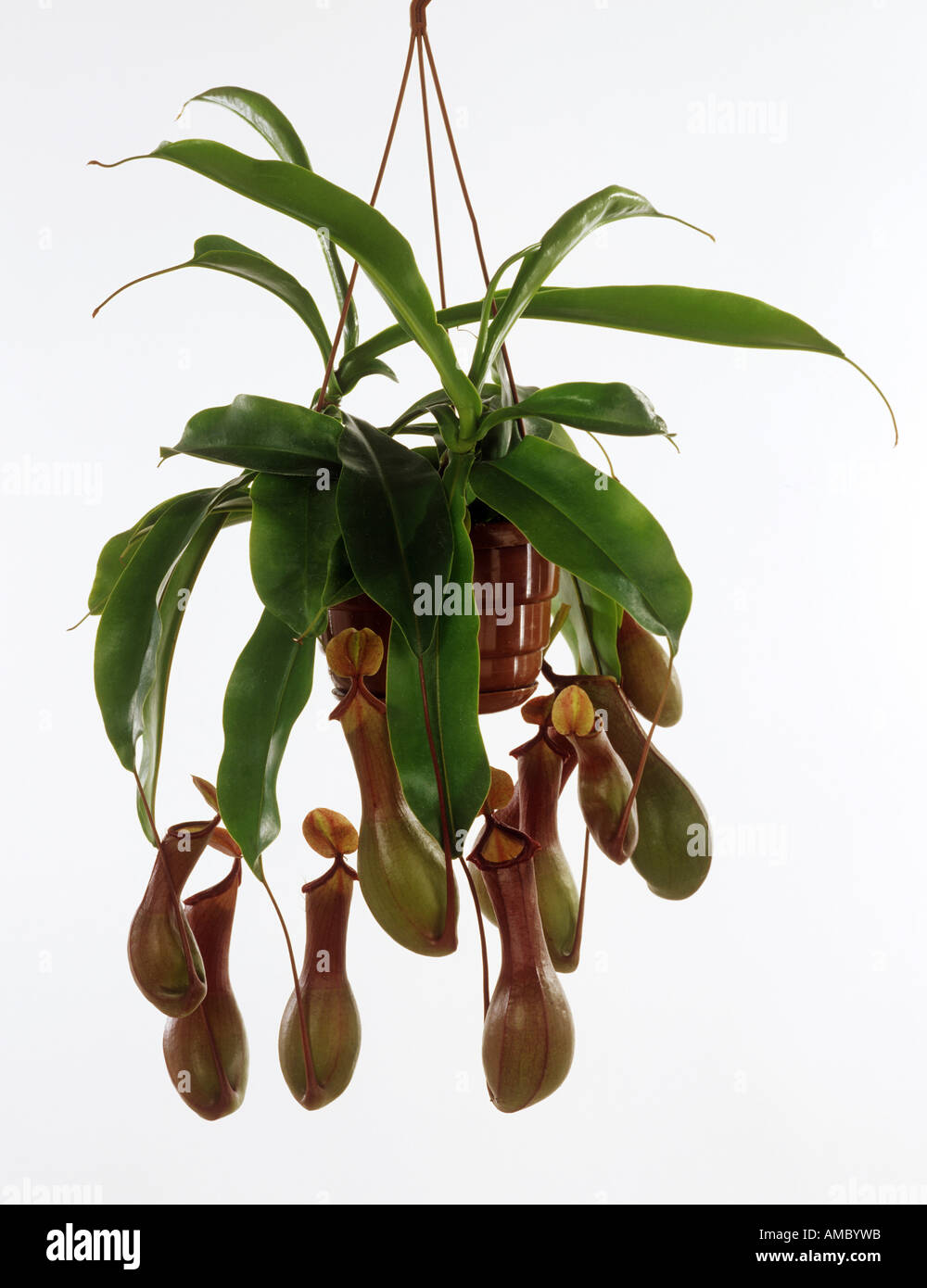 Pitcher plant / Nepenthes Stock Photo