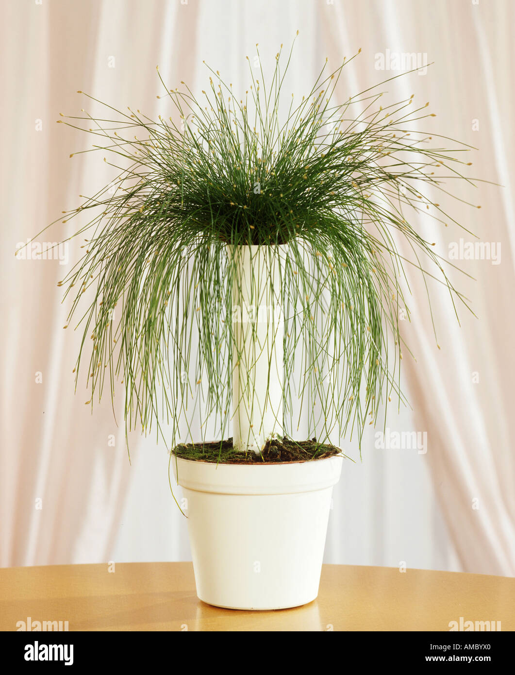 Fiber Optic Grass / Scirpus cernuus Stock Photo
