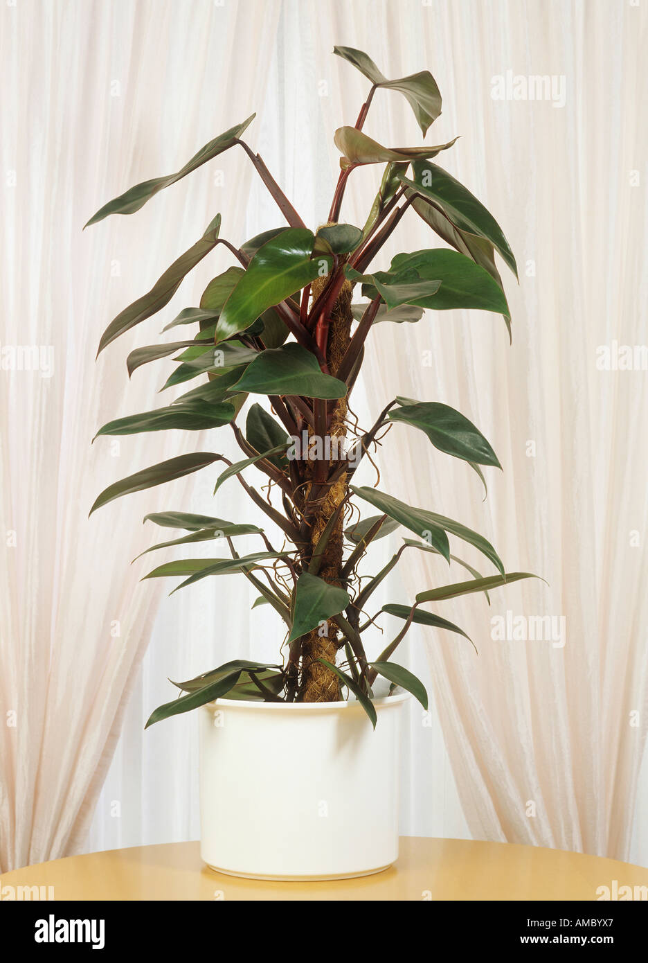 philodendron / Philodendron erubescens Stock Photo