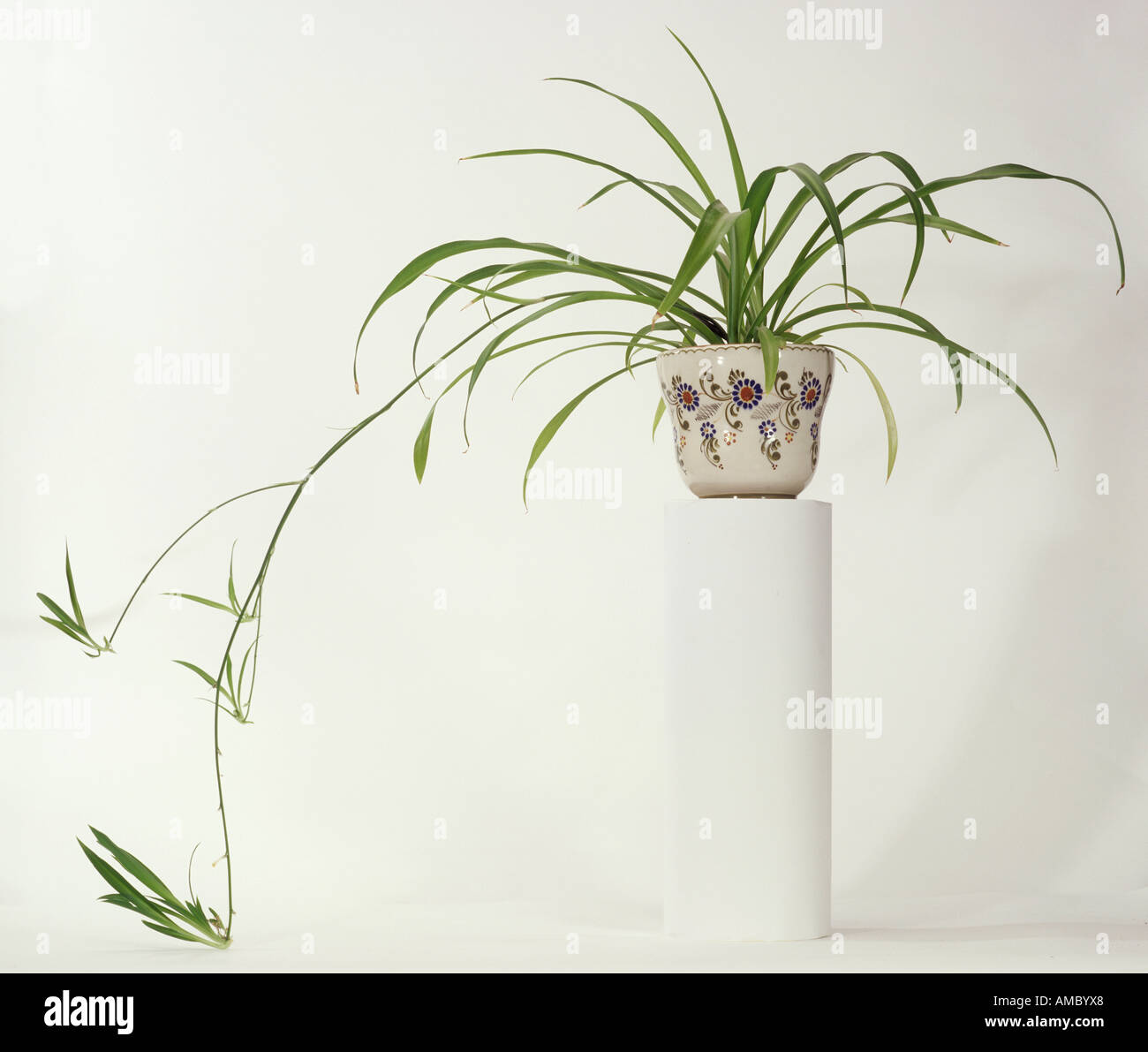 Spide plant / Chlorophytum comosum Stock Photo