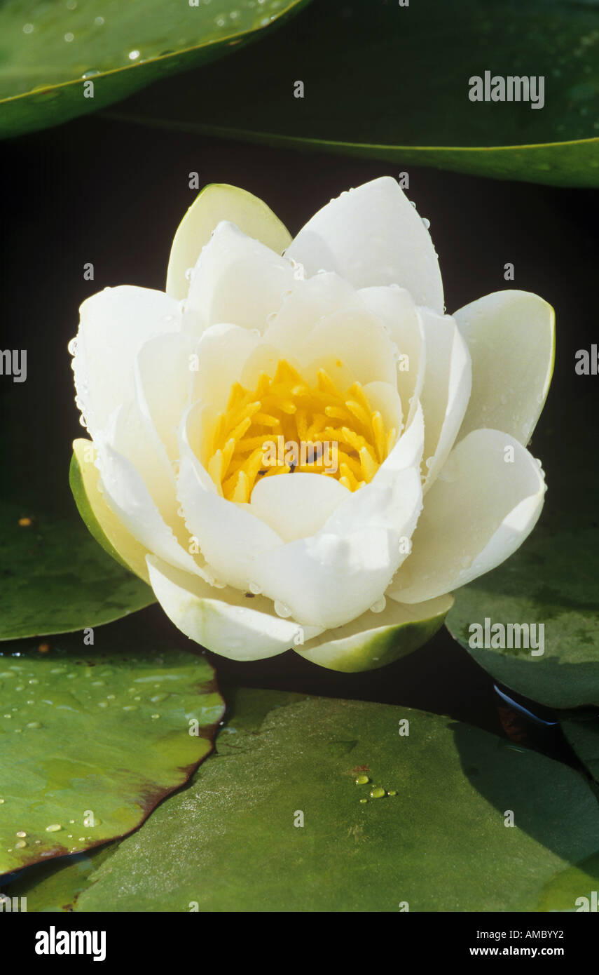 white water lily / Nymphaea Stock Photo