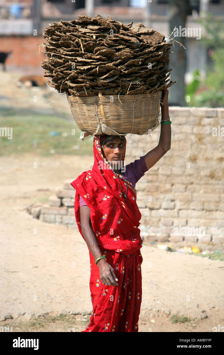 India, Bodghaya: woman carries dried cow's dung (fertilizer) to the market, sold as fuel Stock Photo