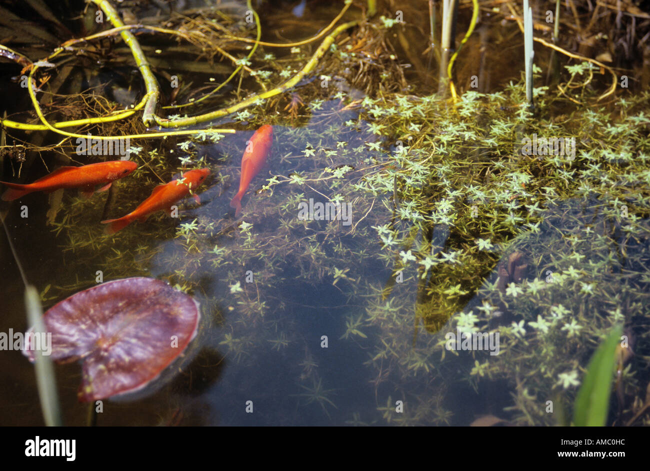 pond with goldfishes and vernal water-starwort / Callitriche palustris Stock Photo
