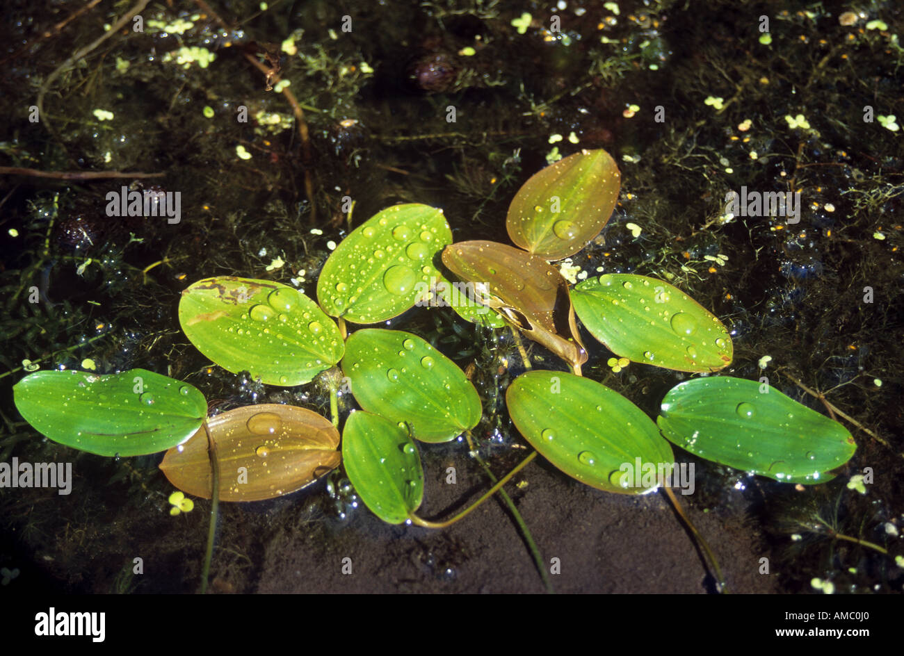 floating-leaved pondweed / Potamogeton natans Stock Photo