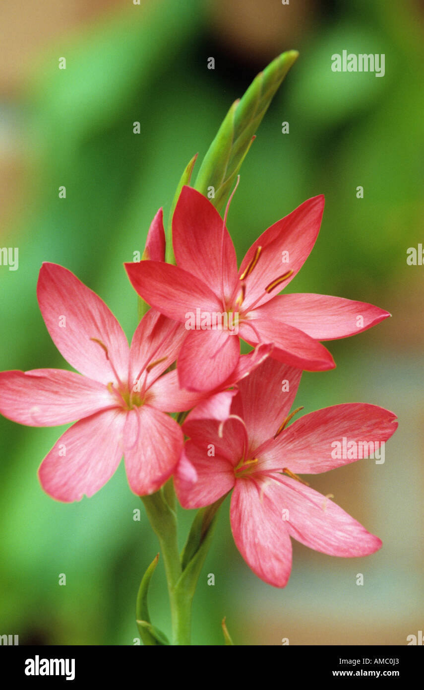 Kaffir Lily / Schizostylis coccinea 'Rosea' Stock Photo