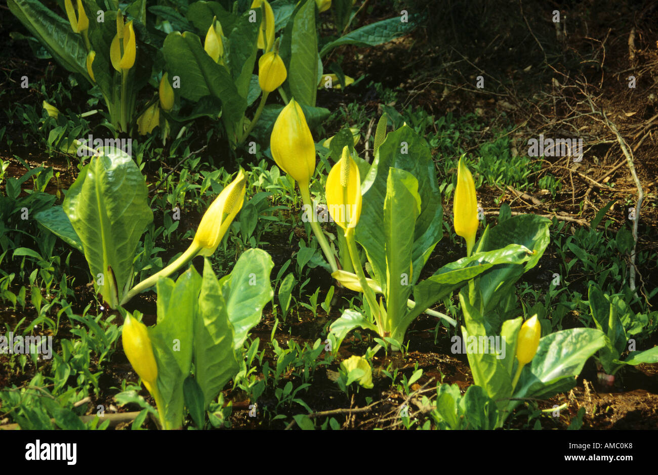 Skunk cabbage / Lysichiton americanum Stock Photo