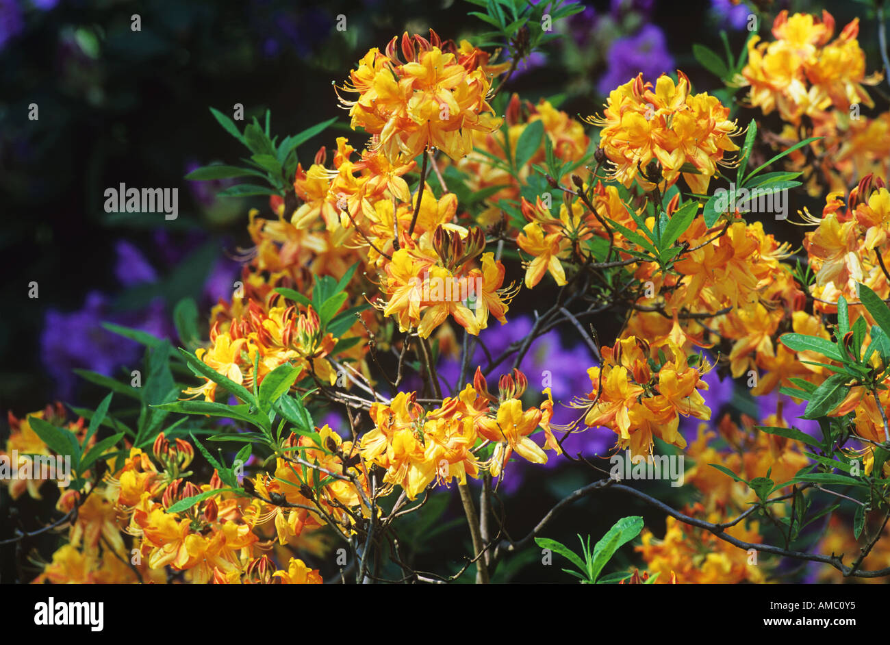 Azalea / Rhododenron luteum Stock Photo