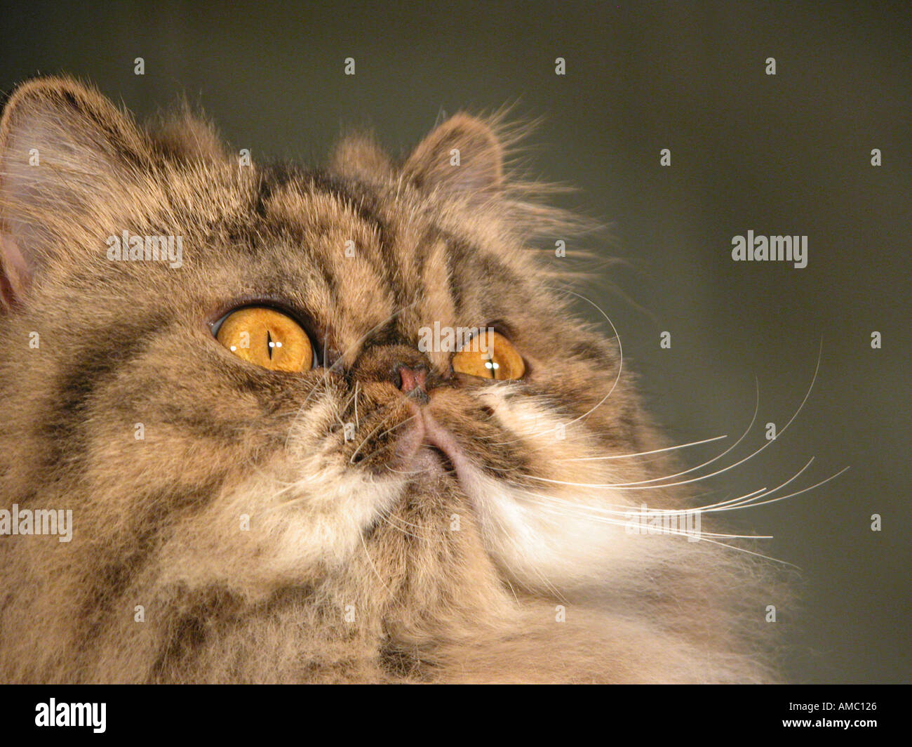 Persian Breed of Show Cat a brown tabby with flat nose and big
