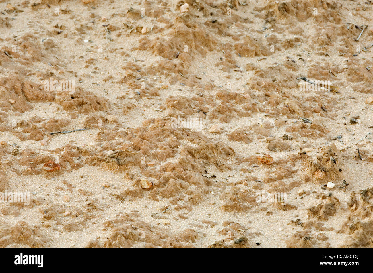 Detail of Cryptobiotic Soil in Arches National Park near Moab Utah Stock Photo