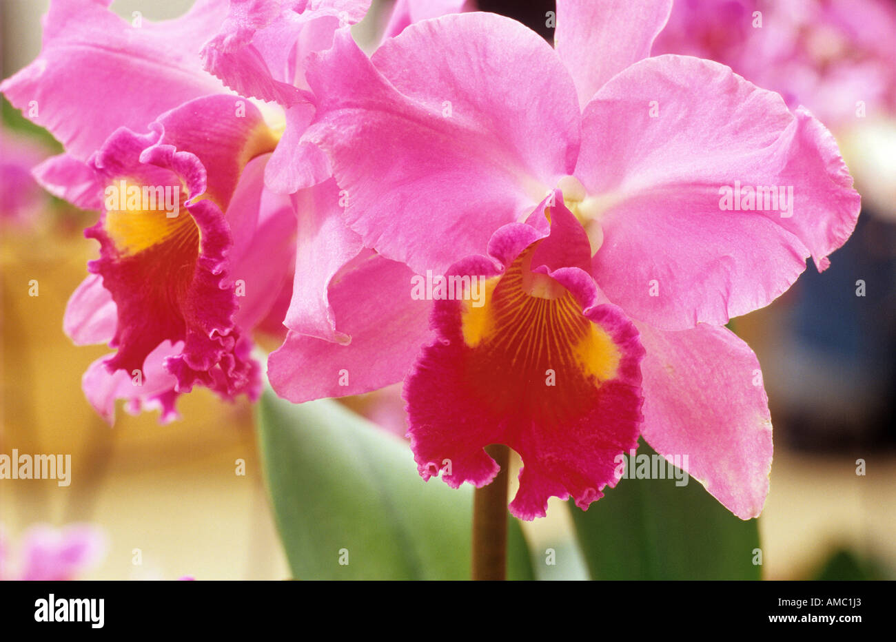 orchid - cattleya - blossoms Stock Photo