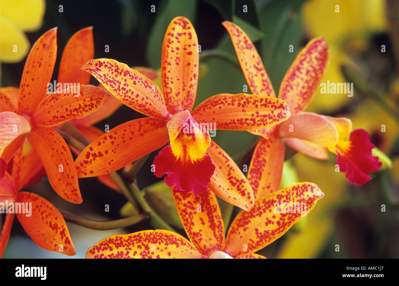 orchid - cattleya - blossoms Stock Photo