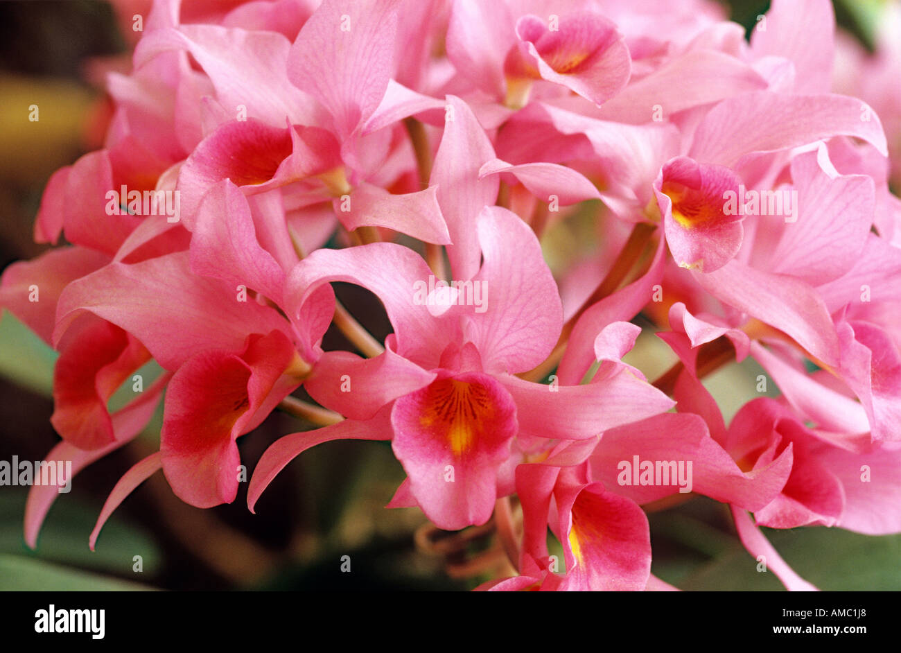 orchid - cattleya - blossoms / Cattleya Guatemalensis Stock Photo