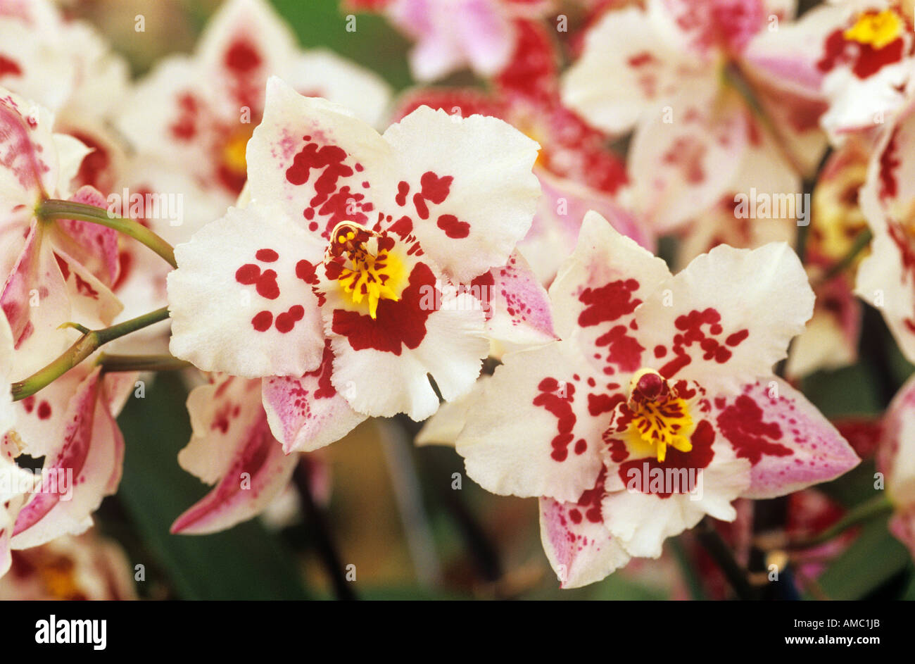 orchid ( Odontoglossum Anna Claire ) - blossoms ) Stock Photo