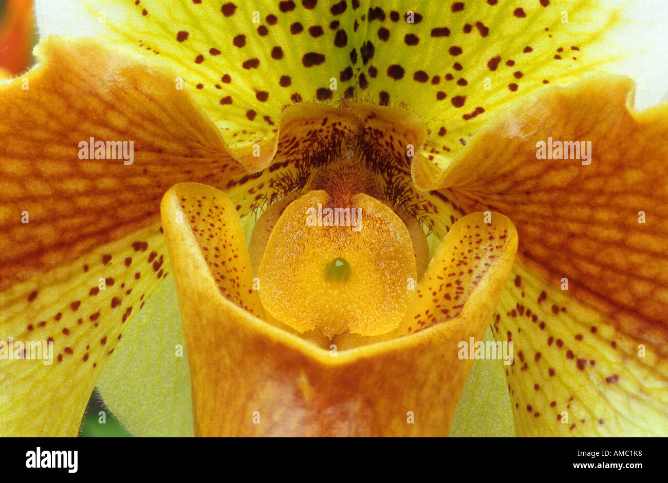 orchid - ( Paphiopedilum ) - blossom Stock Photo