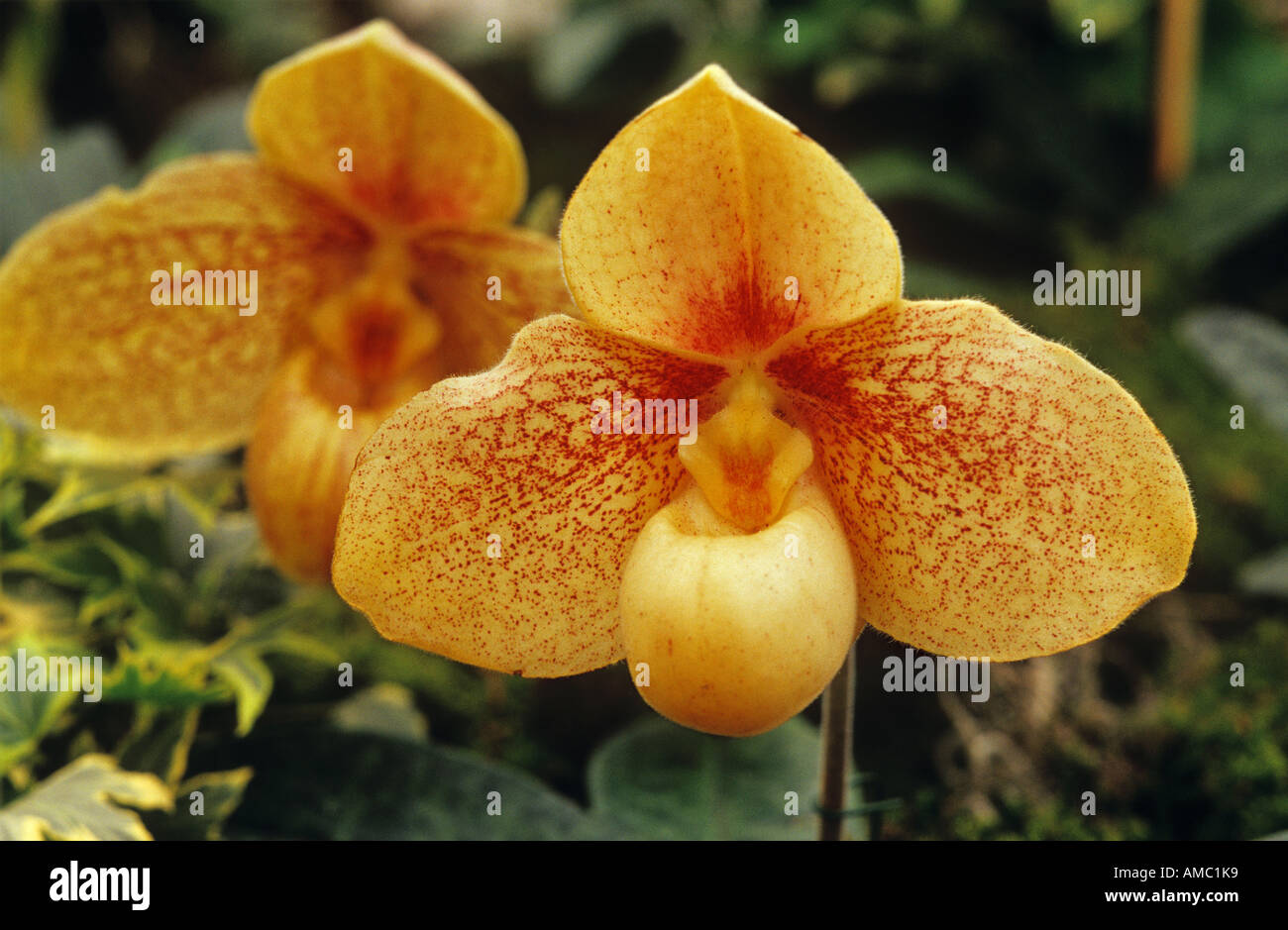 orchid - ( Paphiopedilum ) - blossom Stock Photo
