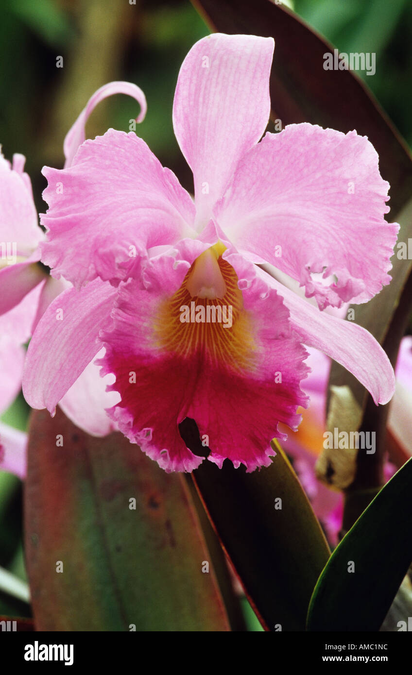 orchid - cattleya - blossom Stock Photo