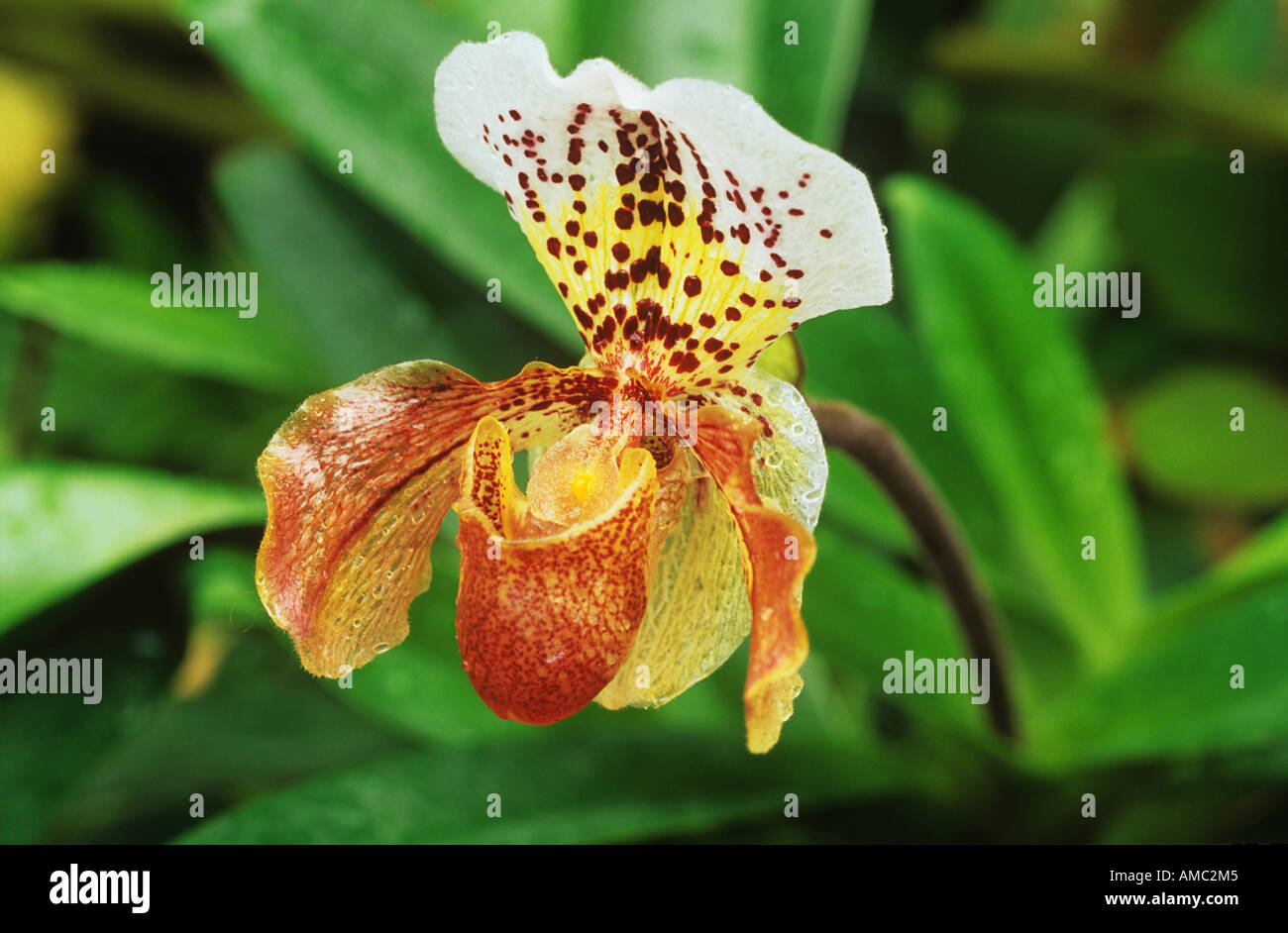 lady's slipper orchid Stock Photo