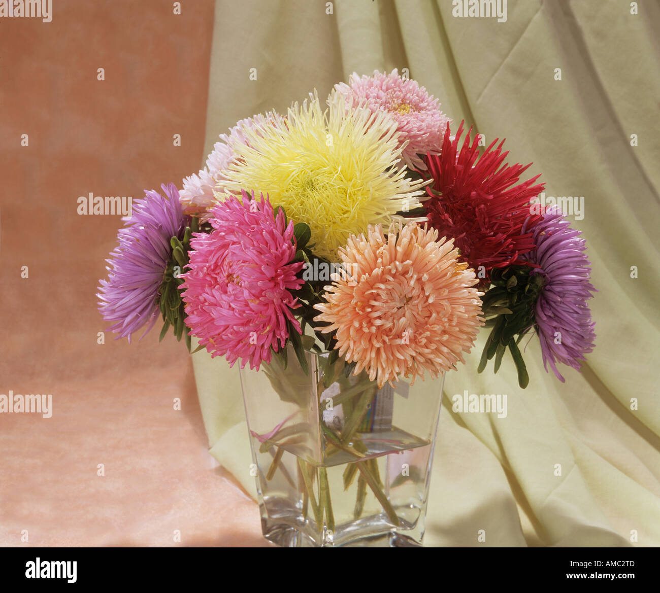 bouquet : China Asters / Callistephus chinensis Stock Photo
