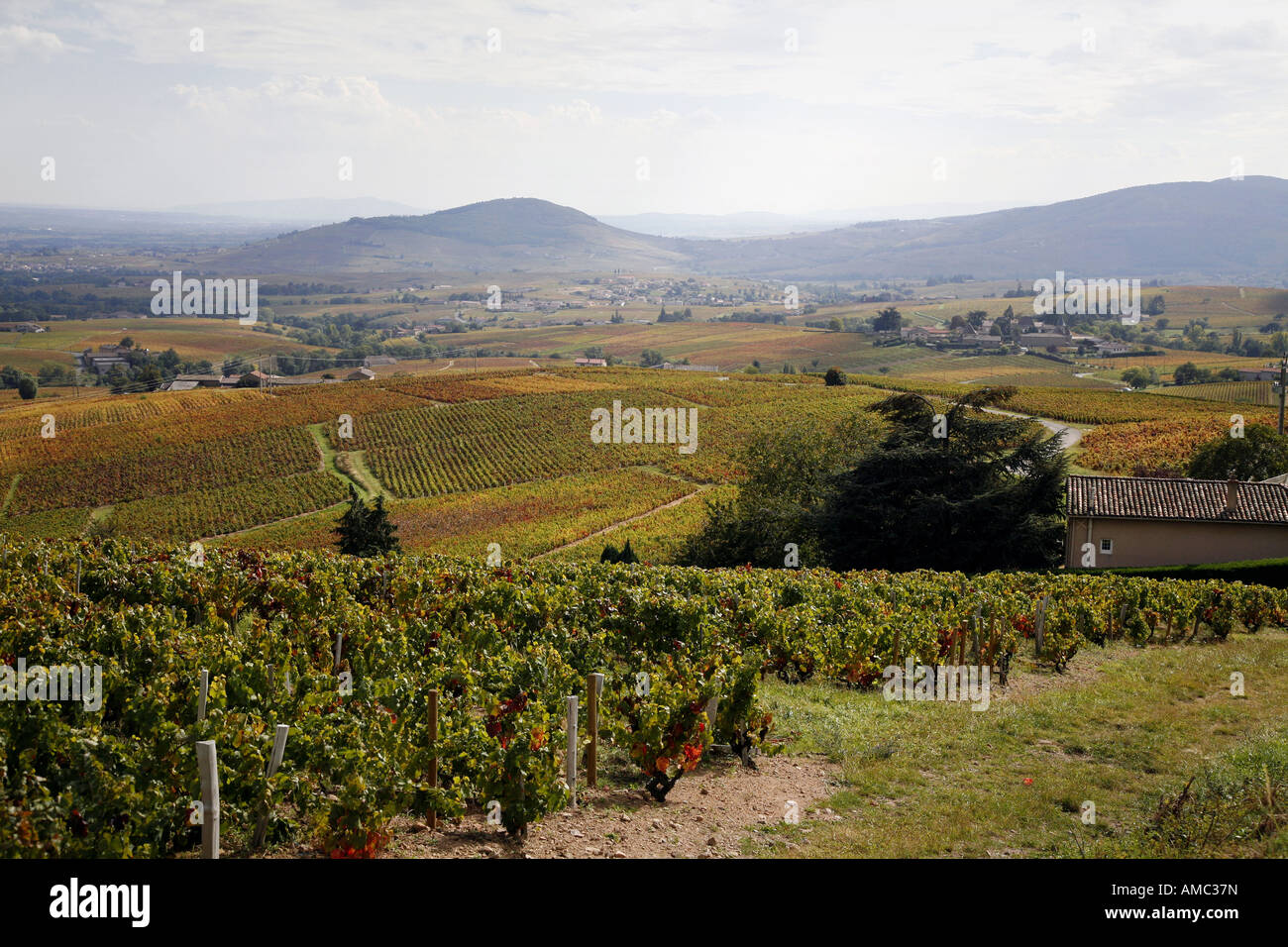 Burgundy Countryside View Of The Beaujolais Wine Region Stock Photo Alamy