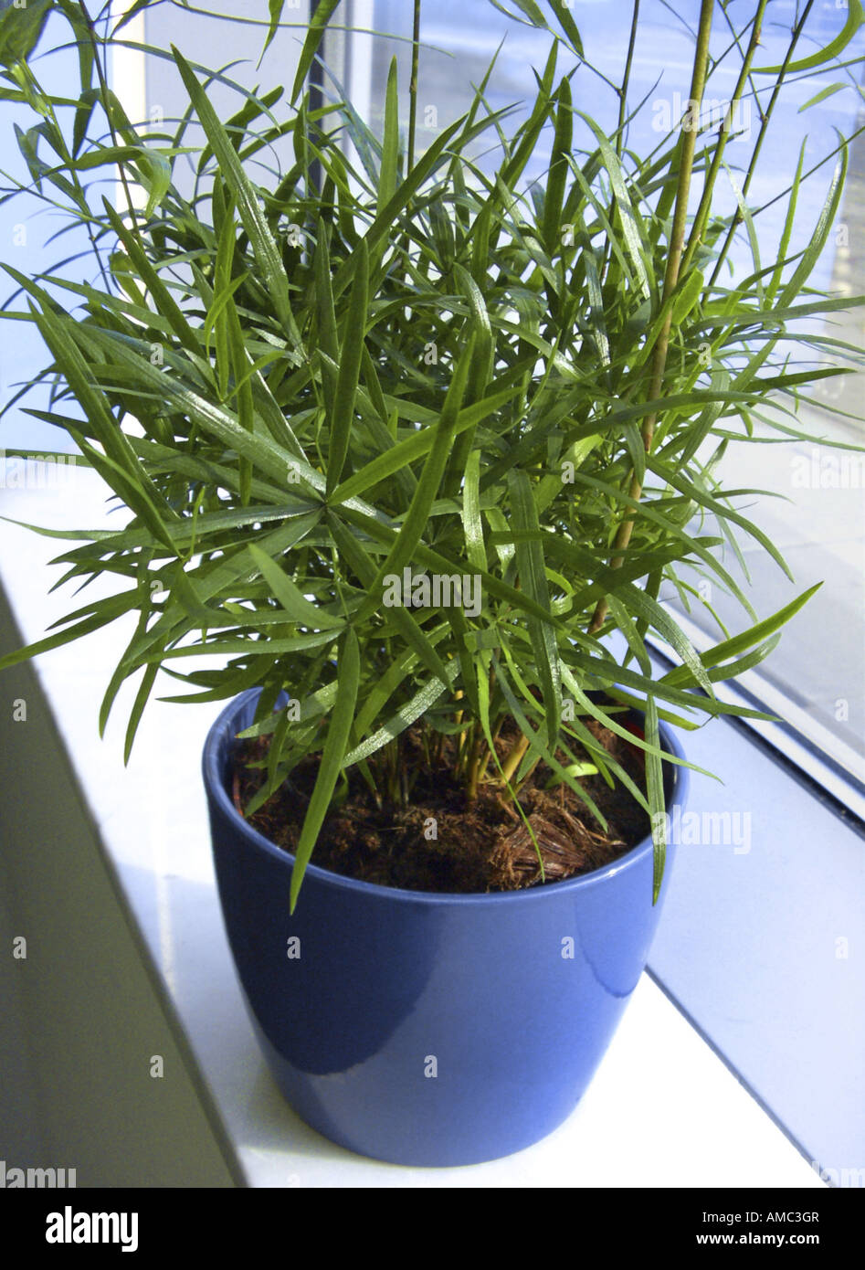 Sickle Thorn Asparagus, Asparagus fern (Asparagus falcatus), potted plant Stock Photo