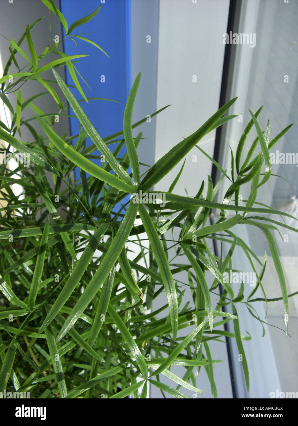 Thorn fern hires stock photography and images Alamy