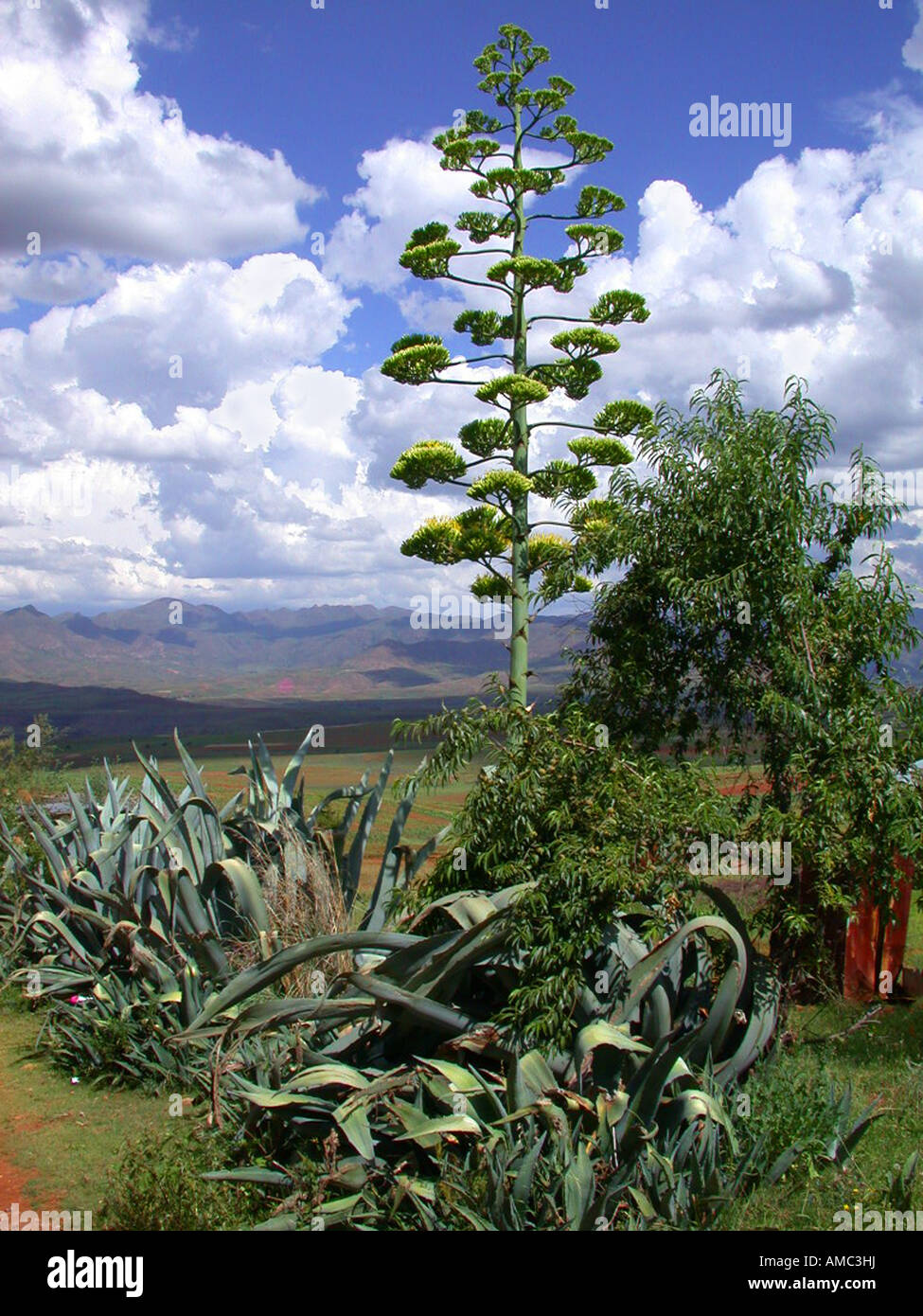 Agave, Century Plant (Agave americana) Stock Photo