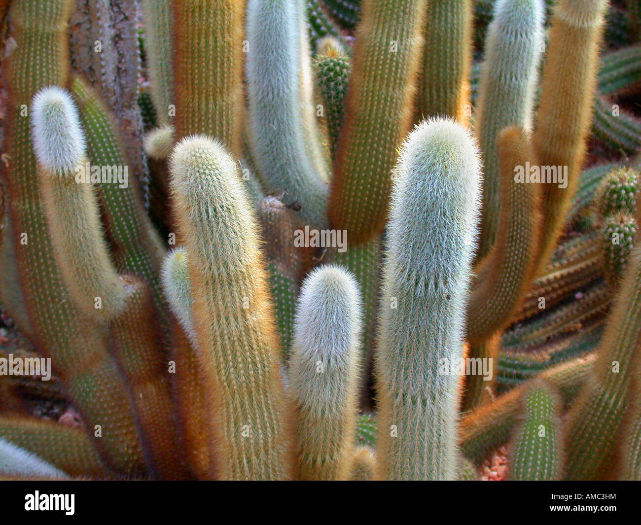 Monkey tail cactus (Cleistocactus jujuyensis, Cleistocactus hyalacanthus, Cleistocactus straussii var. jujuyensis), columns Stock Photo