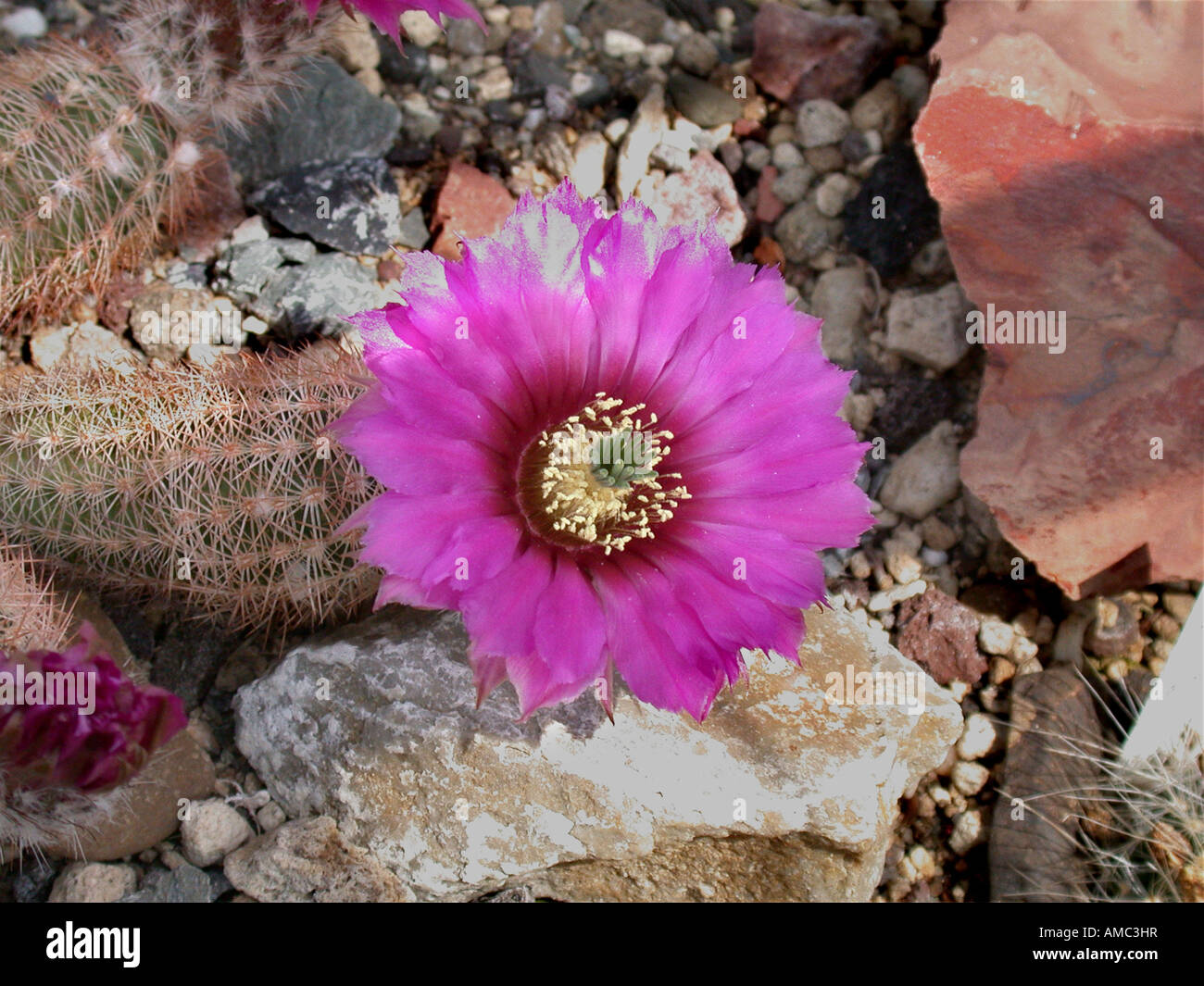 hedgehog cactus (Echinocereus reichenbachii ssp. baileyi), blooming Stock Photo