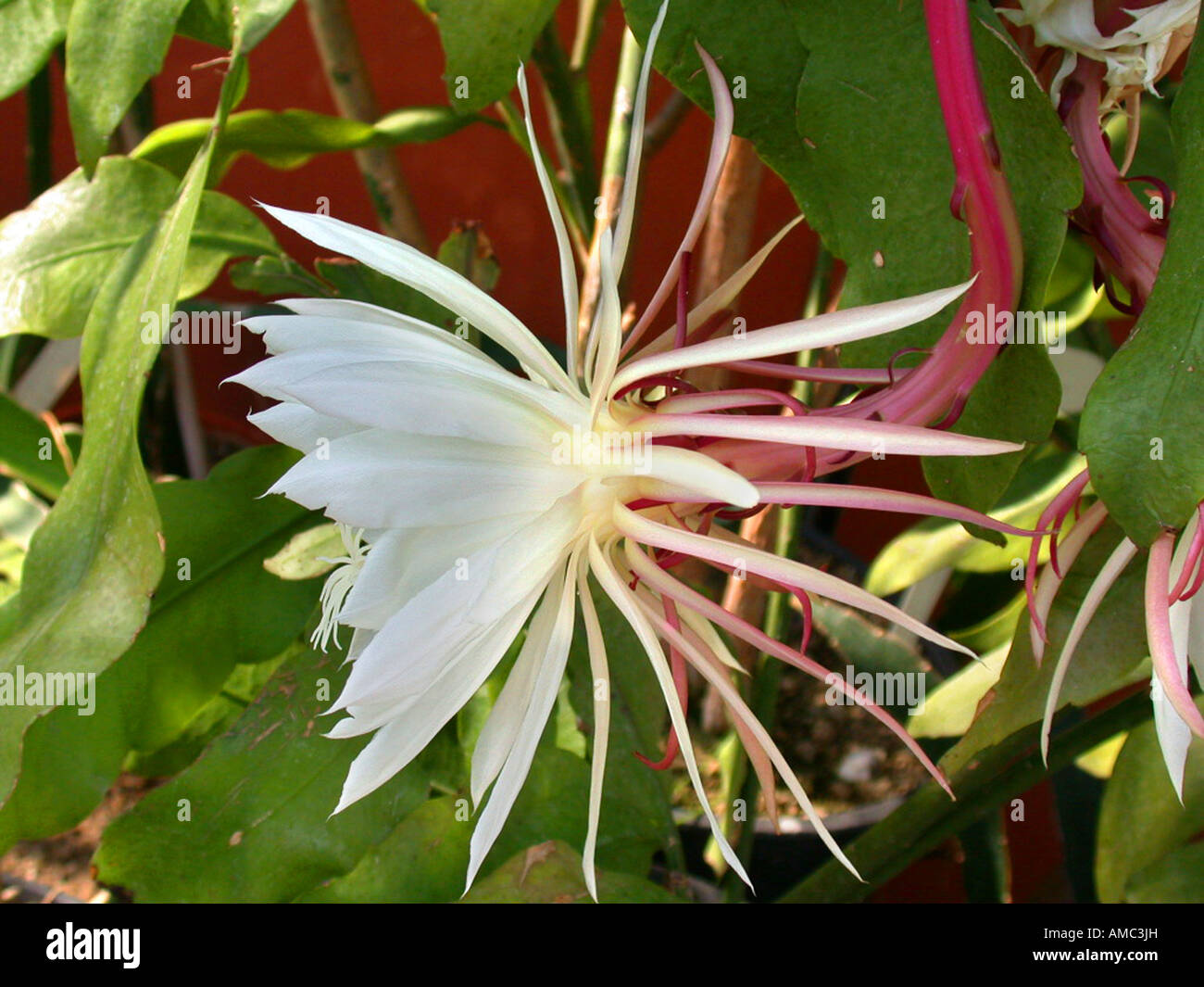 Epiphyllum hybrid (Epiphyllum oxypetalum), flower Stock Photo