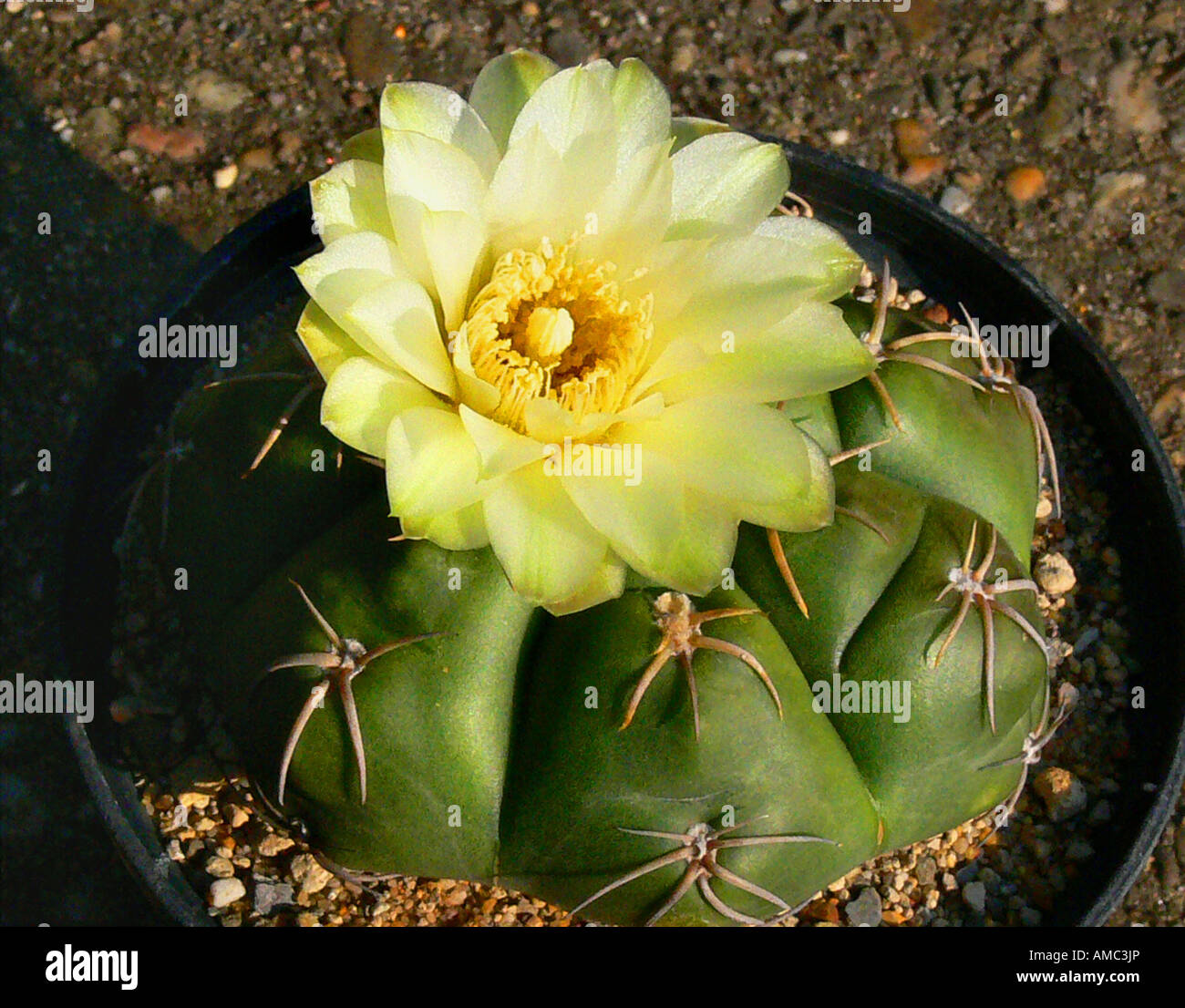 Gymnocalycium (Gymnocalycium denudatum), potted plant Stock Photo