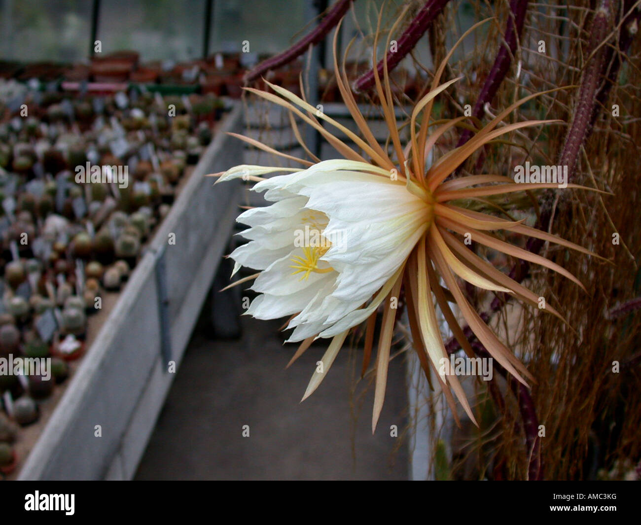 Night Blooming Cereus, PrincessoftheNight, QueenoftheNight