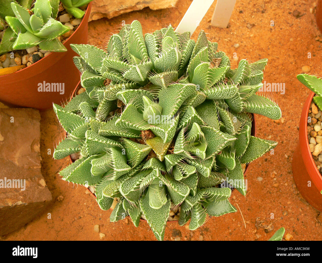 Faucaria, Tiger Jaw (Faucaria tigrina), potted plant in a collection Stock Photo