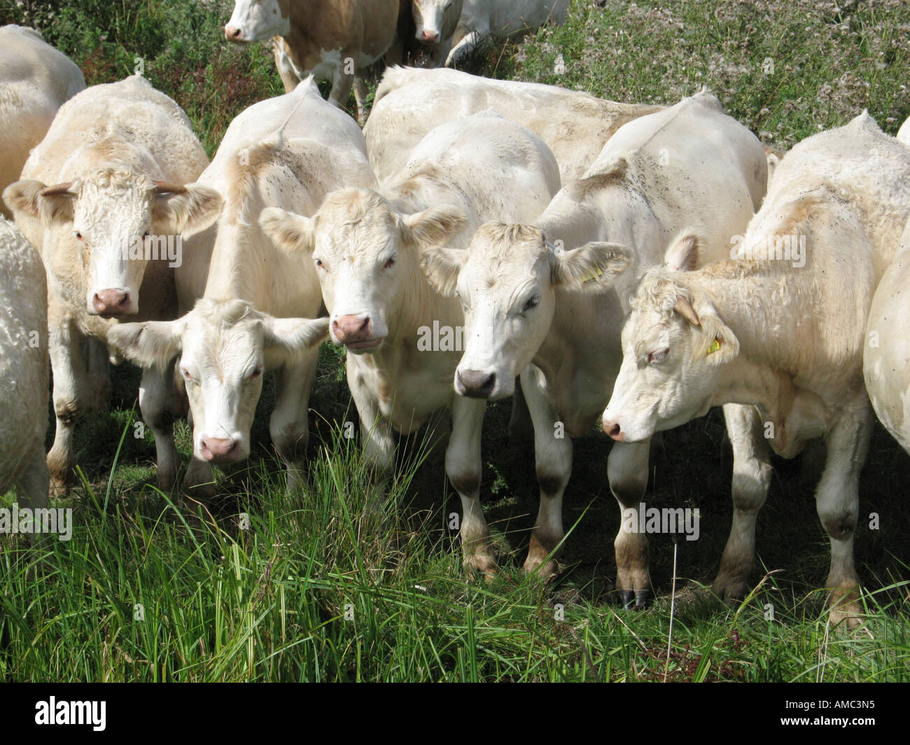 Charolais or charolais cross cattle lined up, Norfolk Broads, England, UK. Stock Photo