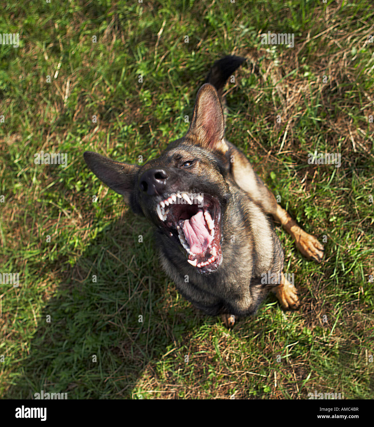 German Shepherd dog barking Stock Photo Alamy