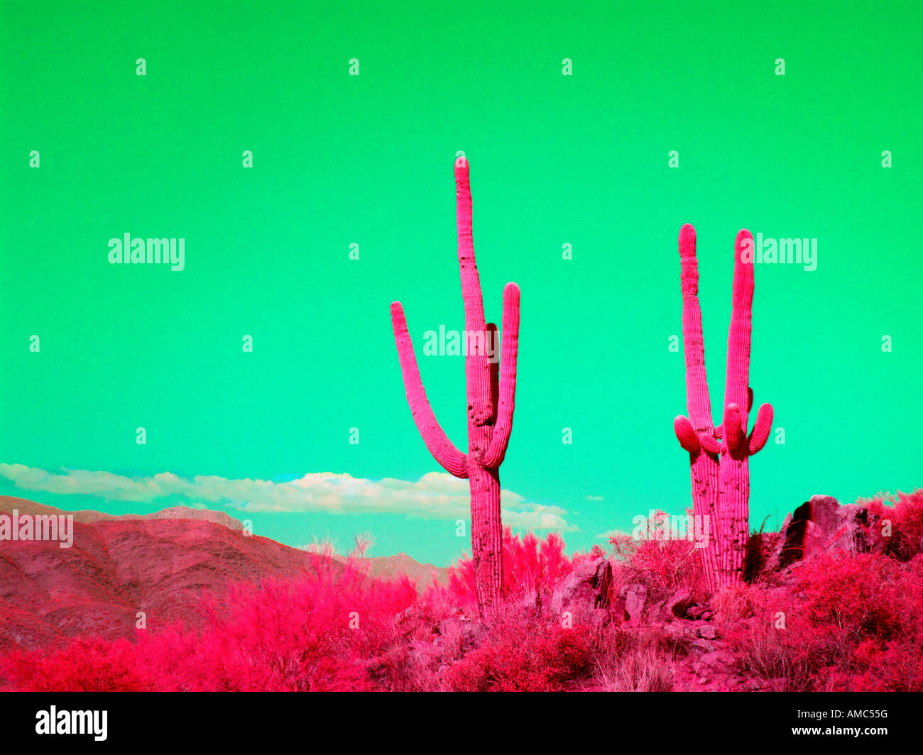 False-color Infrared saguaro cactus Stock Photo