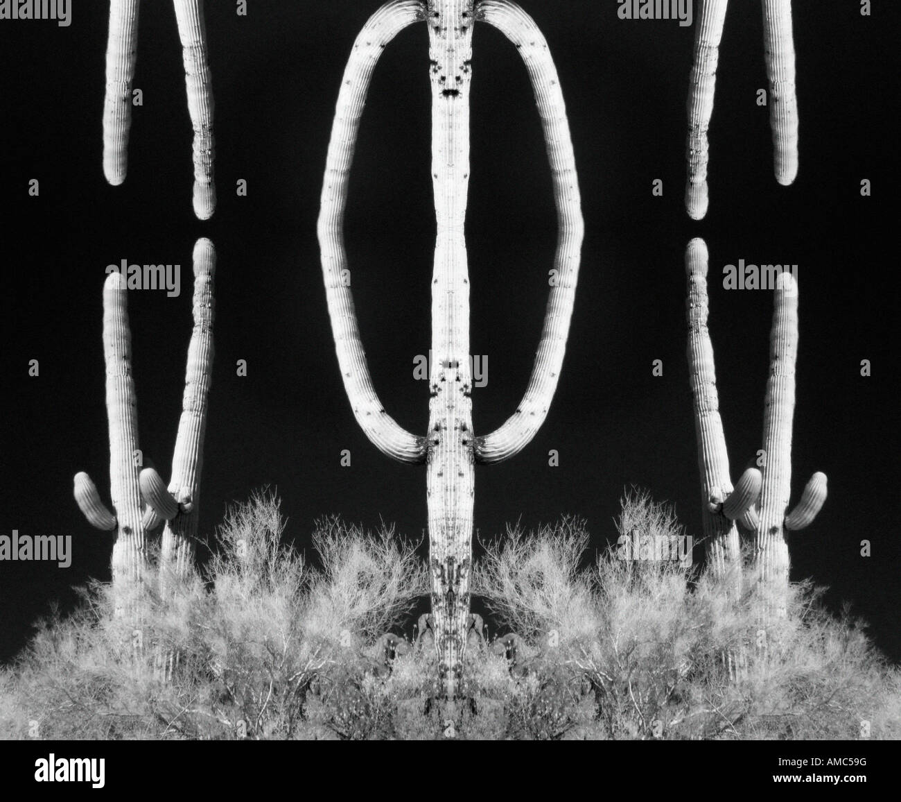 digitally-manipulated saguaro cactus in infrared Stock Photo