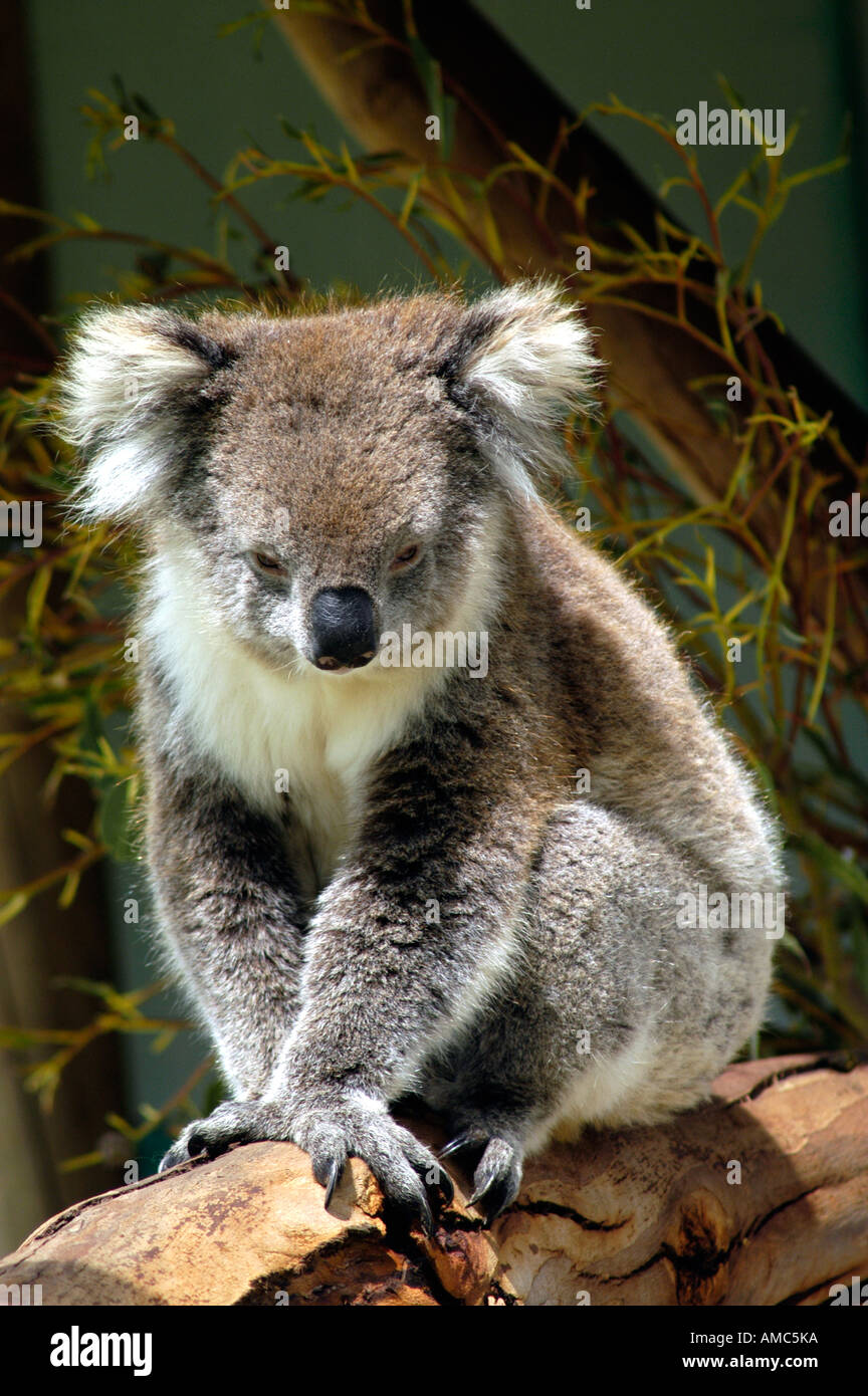 koala on a branch Stock Photo