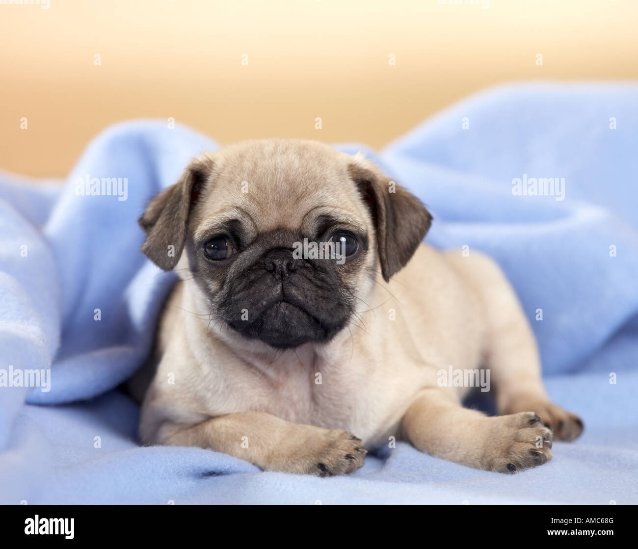 Pug. Puppy lying on a blue blanket Stock Photo - Alamy