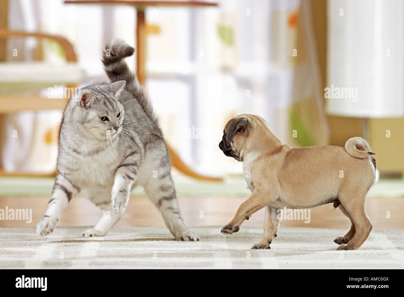 British Shorthair cat and pug dog puppy Stock Photo
