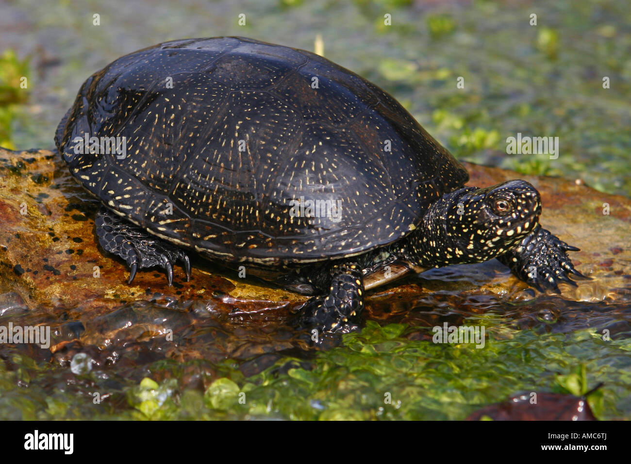 European pond turtle in water / Emys orbicularis Stock Photo - Alamy